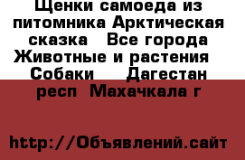 Щенки самоеда из питомника Арктическая сказка - Все города Животные и растения » Собаки   . Дагестан респ.,Махачкала г.